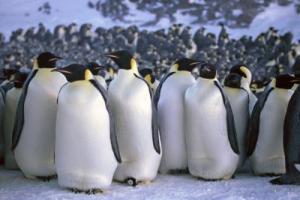 Emperor penguins